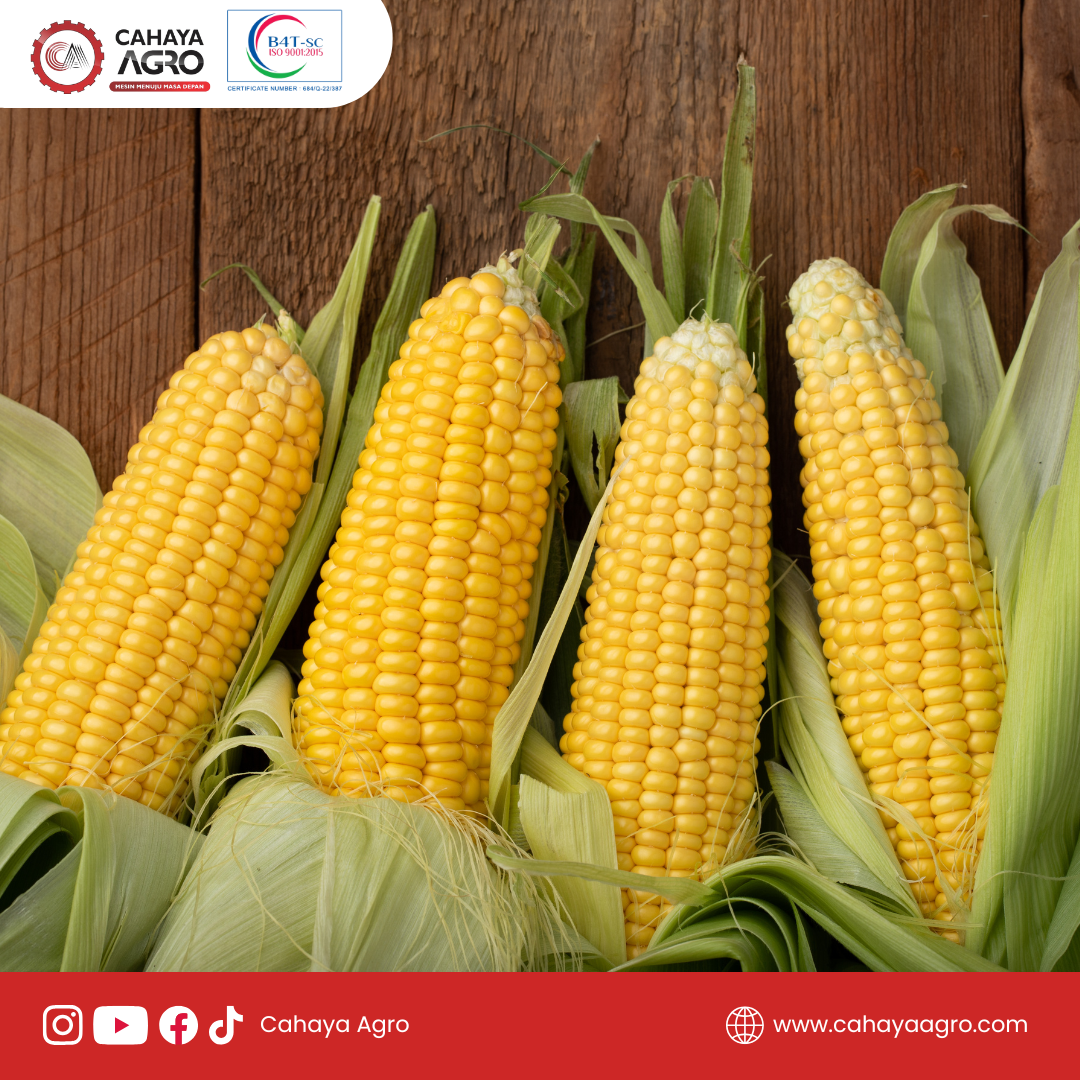 5 Fakta Unik Tentang Jagung yang Jarang Diketahui Orang