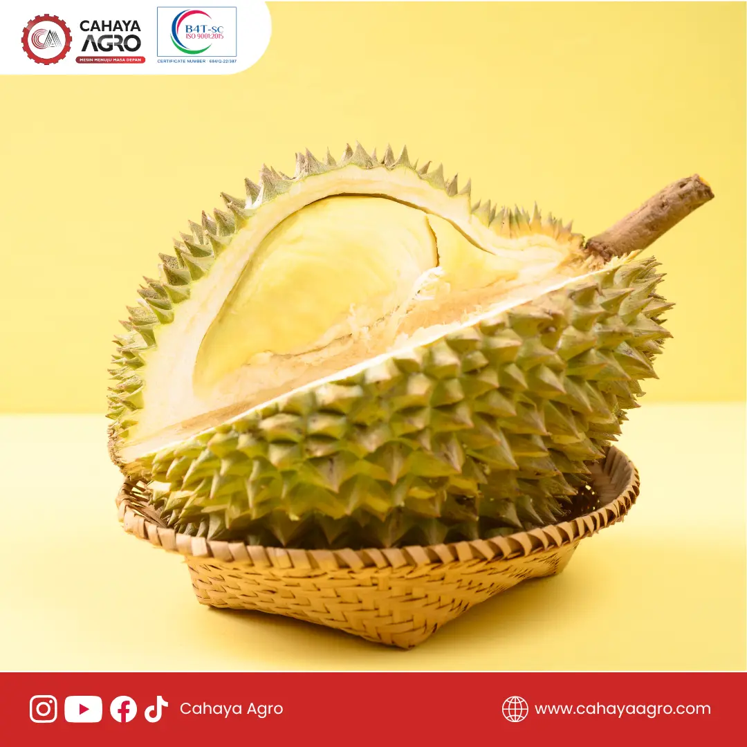 Kekayaan Nutrisi Tersembunyi dalam Durian: Lebih dari Sekadar Buah Berbau Tajam