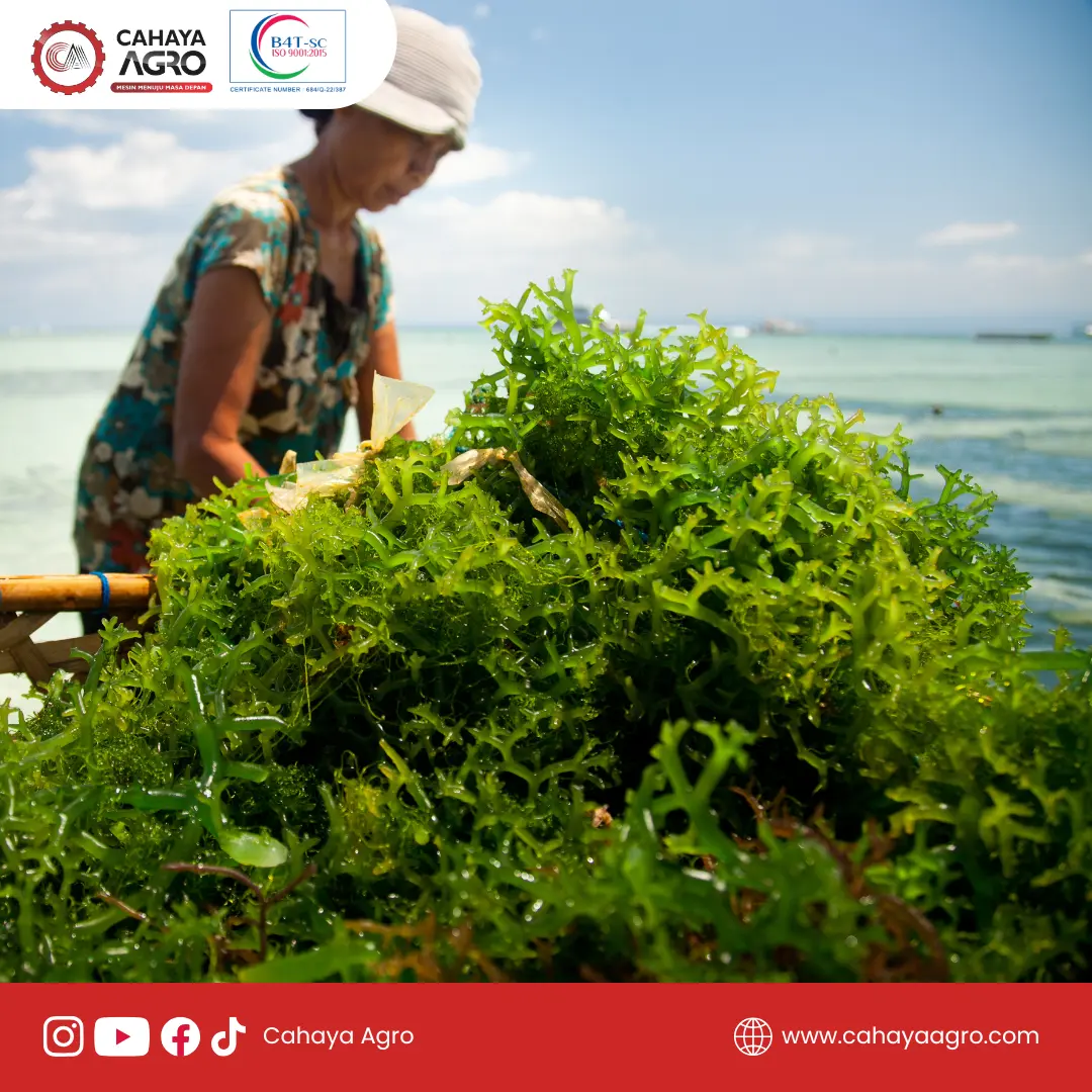 Kuliner Kreatif: Transformasi Rumput Laut dari Tradisional ke Modern