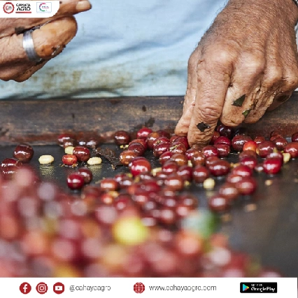 Menikmati Secangkir Kopi: Mengenal Varietas Kopi Unggulan di Indonesia dan Fakta Menarik di Baliknya