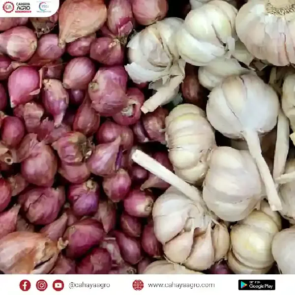 Manfaat bawang merah dan bawang putih bagi tubuh
