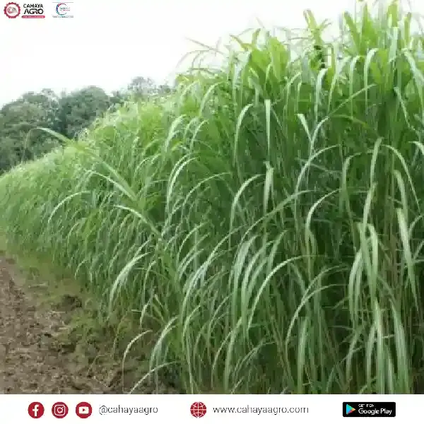 Menanam Rumput Gajah Pakan Ternak Berkualitas