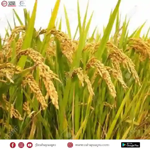 Meningkatkan kualitas padi dengan menanam padi yang benar.