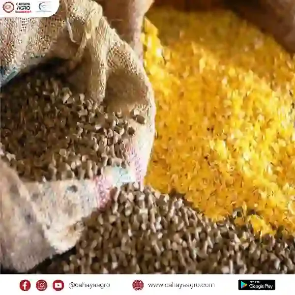 Pakan Organik vs Pakan Komersial: Mana yang Lebih Baik untuk Hewan Ternak?