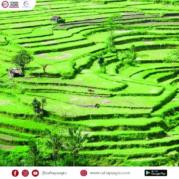 Peran Generasi Muda dalam Modernisasi Sektor Pertanian Indonesia