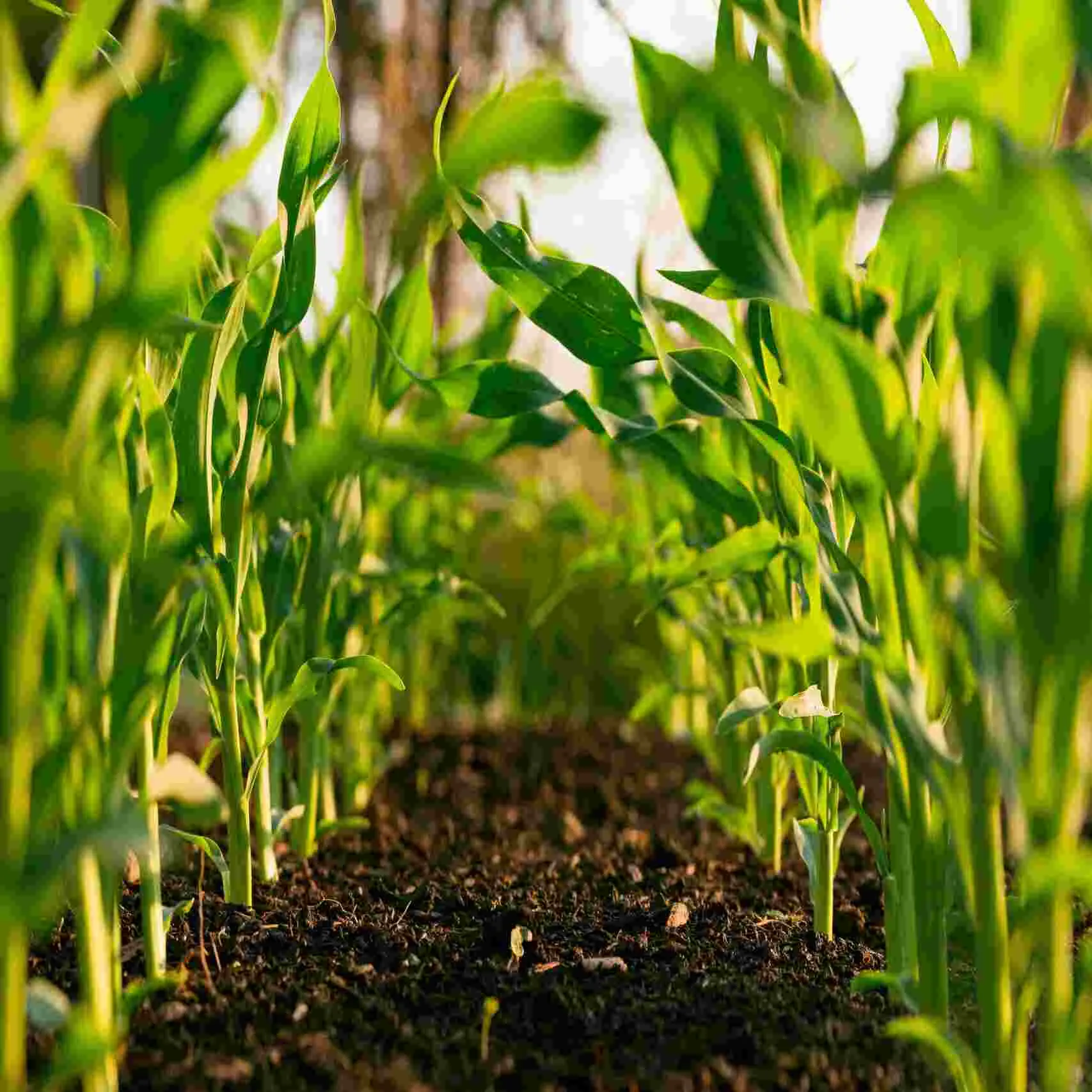 Peluang Bisnis Agroindustri: Dari Hasil Panen ke Produk Bernilai Tinggi