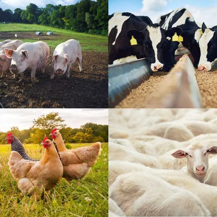 Global Trends in Sustainable Livestock Farming: Opportunities and Challenges in 2025
