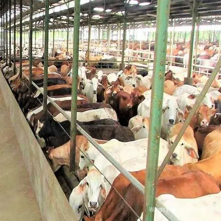 Inovasi Peternakan di Indonesia: Peluang, Tantangan, dan Masa Depan Industri
