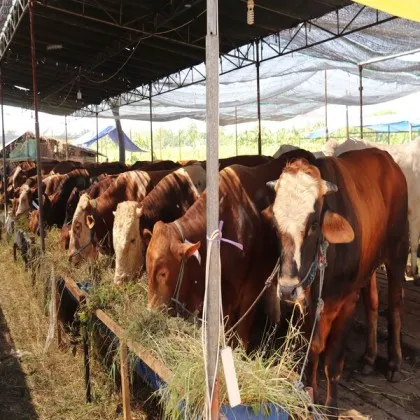 Temukan bagaimana inovasi dan teknologi modern sedang mengubah wajah industri peternakan global. Artikel ini membahas tren terbaru dan solusi cerdas yang membentuk masa depan sektor peternakan internasional.
